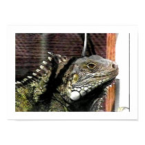 Leguan 1 poster