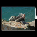 Iguana at St. Thomas Card
