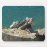 Iguana at St. Thomas Mousepad