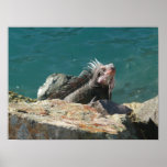 Iguana at St. Thomas Print