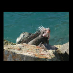 Iguana at St. Thomas Print
