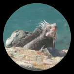 Iguana at St. Thomas Sticker