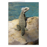 Iguana Card