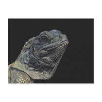 Iguana Close-Up postcards by alternateworlds Iguana Close-Up postcards