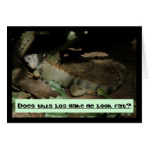 obese iguana