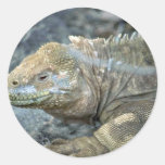 Iguana, Galapagos Islands Round Stickers