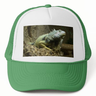 iguana hat