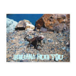 Iguana Hug You postcards