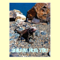 Iguana Hug You Postcards postcards