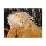 Iguana iguana postcards