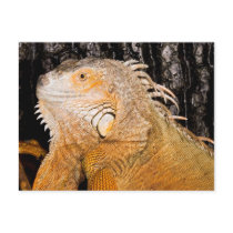 Iguana iguana postcards by werglein Iguana iguana postcards