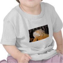 Iguana iguana t-shirts