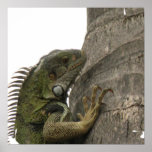 Iguana Image Poster