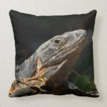 Iguana in the Sun Pillow
