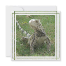 Iguana Invitation