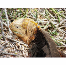 Iguana, Isla Seymour, Galapagos Is. photo sculptures by lshickzazzle Iguana, Isla Seymour, Galapagos Is. photo sculptures