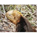 Iguana, Isla Seymour, Galapagos Is. photo sculptures
