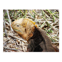 Iguana, Isla Seymour, Galapagos Is. Post Cards