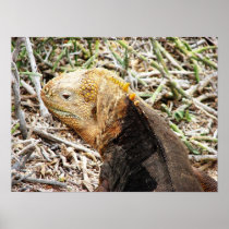 Iguana, Isla Seymour, Galapagos Is. Posters