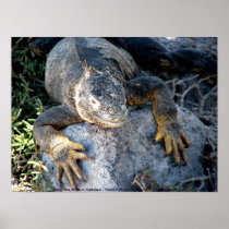 Iguana, Islas las Plazas, Galapagos Posters