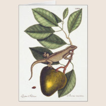 Iguana - Laertus Indicus by Mark Catesby - Card