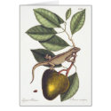 Iguana - Laertus Indicus by Mark Catesby - Card by AntiqueImages Iguana - Laertus Indicus by Mark Catesby - Card