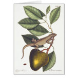 Iguana - Laertus Indicus by Mark Catesby - Card