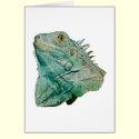 Iguana Lizard cards by kphotos Iguana Lizard cards