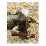 Iguana Lizard Postcard