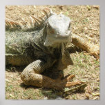 Iguana Lizard Print