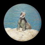 Iguana Magnet