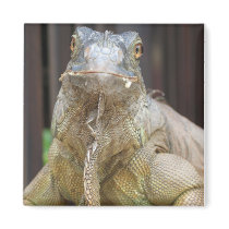 Iguana Magnet