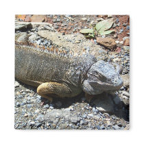 Iguana Magnet