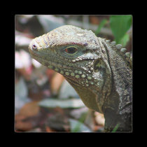 Iguana magnets