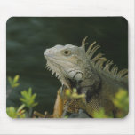 Iguana Mouse Pad