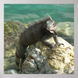 Iguana on the Rocks Print