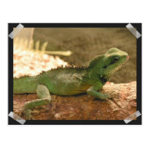 Iguana Photos Postcard