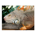 Iguana Post Card