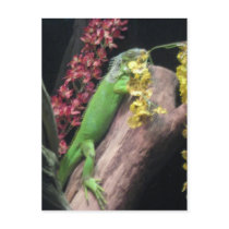 Iguana postcards by sammimlamv Iguana postcards