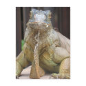 Iguana postcards