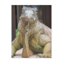 Iguana postcards by myhome71 Iguana postcards
