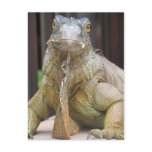 Iguana Post Card