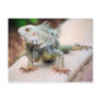 Iguana Postcard