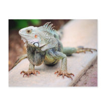 Iguana postcards by alinphoto Iguana postcards