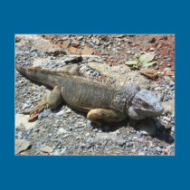 Iguana Postcard postcards