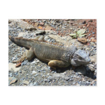 Iguana Postcard