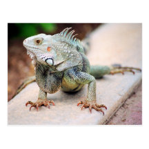 Iguana Postcard