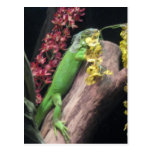 Iguana Postcard
