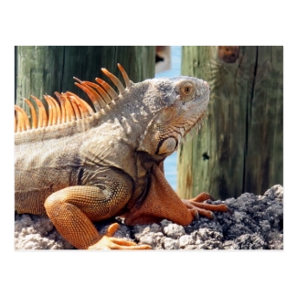 Iguana Postcard