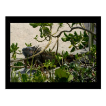 Iguana Postcards